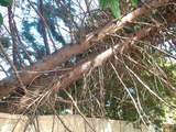 Clean Cut Tree Services, Mudgeeraba