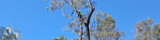 Clean Cut Tree Services, Mudgeeraba