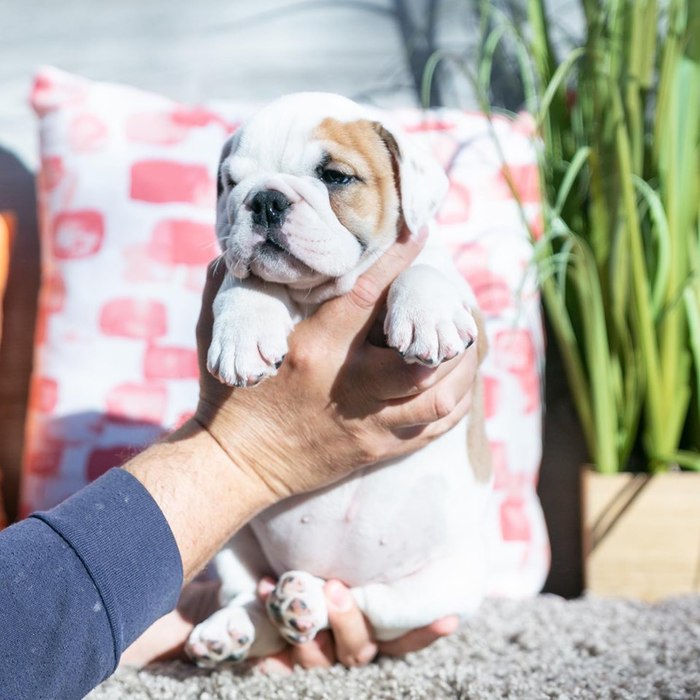  Profile Photos of Central Park Puppies 650 Central Park Ave Unit A - Photo 2 of 5
