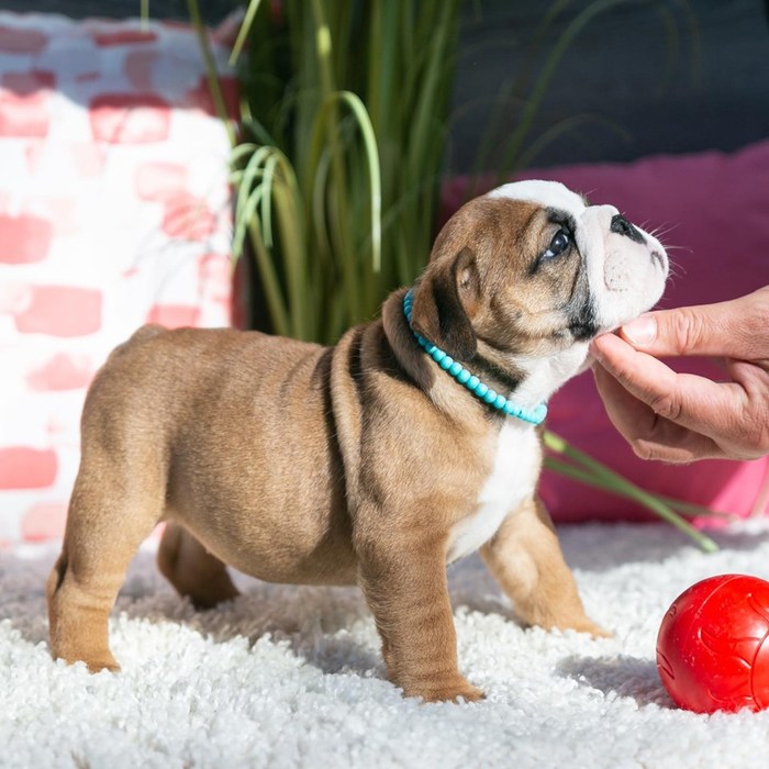  Profile Photos of Central Park Puppies 650 Central Park Ave Unit A - Photo 3 of 5