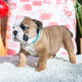  Central Park Puppies 650 Central Park Ave Unit A 