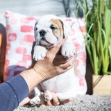  Central Park Puppies 650 Central Park Ave Unit A 