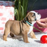  Central Park Puppies 650 Central Park Ave Unit A 