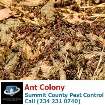  Profile Photos of Summit County Pest Control 1558 Delia Ave - Photo 14 of 26