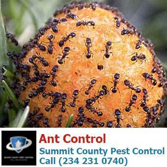  Profile Photos of Summit County Pest Control 1558 Delia Ave - Photo 26 of 26