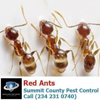  Profile Photos of Summit County Pest Control 1558 Delia Ave - Photo 25 of 26