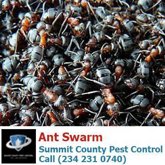  Profile Photos of Summit County Pest Control 1558 Delia Ave - Photo 23 of 26