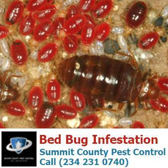  Profile Photos of Summit County Pest Control 1558 Delia Ave - Photo 22 of 26