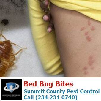  Profile Photos of Summit County Pest Control 1558 Delia Ave - Photo 21 of 26