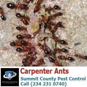  Profile Photos of Summit County Pest Control 1558 Delia Ave - Photo 17 of 26