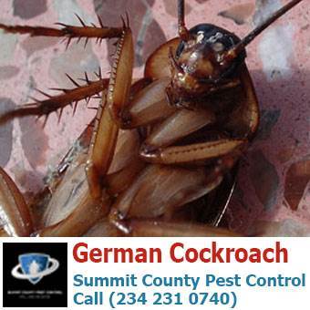  Profile Photos of Summit County Pest Control 1558 Delia Ave - Photo 15 of 26