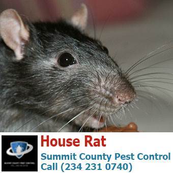  Profile Photos of Summit County Pest Control 1558 Delia Ave - Photo 12 of 26
