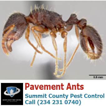  Profile Photos of Summit County Pest Control 1558 Delia Ave - Photo 10 of 26