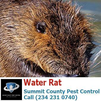  Profile Photos of Summit County Pest Control 1558 Delia Ave - Photo 7 of 26