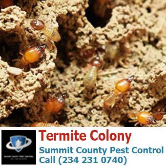  Profile Photos of Summit County Pest Control 1558 Delia Ave - Photo 5 of 26