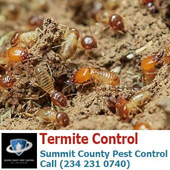  Profile Photos of Summit County Pest Control 1558 Delia Ave - Photo 4 of 26