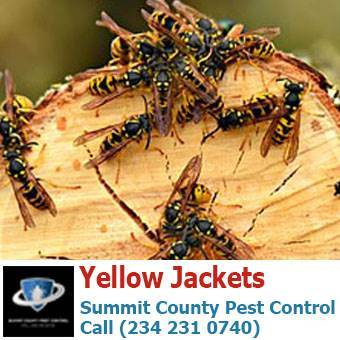  Profile Photos of Summit County Pest Control 1558 Delia Ave - Photo 2 of 26