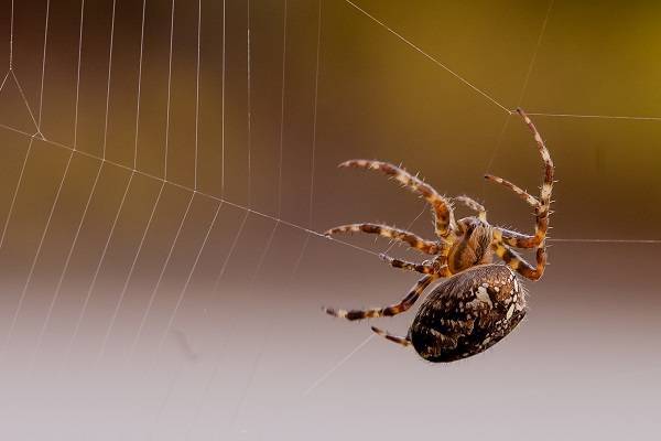  New Album of Eco Pest Control Brisbane 16/300 Ann Street - Photo 14 of 16
