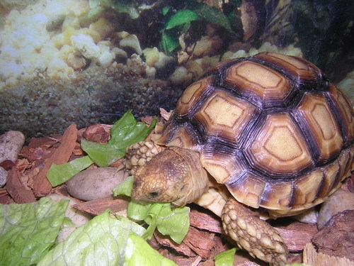  New Album of Reptile City 762 County Road 2800 - Photo 3 of 12
