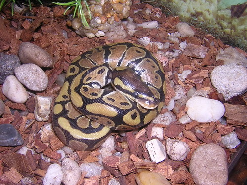  New Album of Reptile City 762 County Road 2800 - Photo 4 of 12