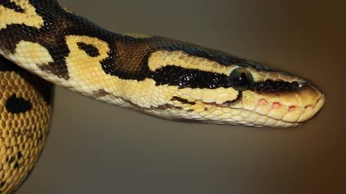  New Album of Reptile City 762 County Road 2800 - Photo 8 of 12