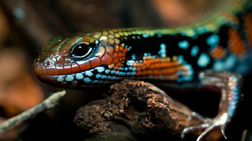  New Album of Reptile City 762 County Road 2800 - Photo 9 of 12