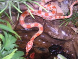  Reptile City 762 County Road 2800 