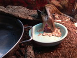 Reptile City 762 County Road 2800 