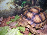  Reptile City 762 County Road 2800 