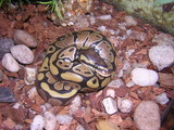  Reptile City 762 County Road 2800 