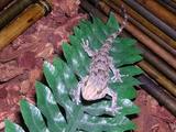  Reptile City 762 County Road 2800 