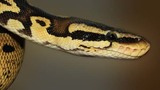  Reptile City 762 County Road 2800 