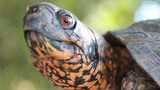  Reptile City 762 County Road 2800 
