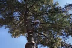  Profile Photos of Tree Removal Lancaster 1813 Olde Homestead Ln Unit 10321 - Photo 1 of 1