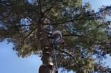 Tree Removal Lancaster, Lancaster