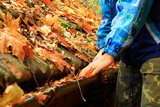 Colorful autumn leaves on the roof in the Rhine Brisbane Wide Gutter Cleaning 3/89 Albion Rd, Albion QLD 4010 