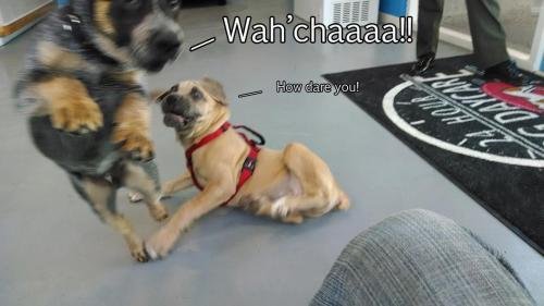  Profile Photos of 24 Hour Dog Daycare 6660 Miramar Rd, Suite B - Photo 2 of 4