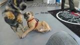 24 Hour Dog Daycare, San Diego