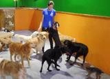 24 Hour Dog Daycare, San Diego