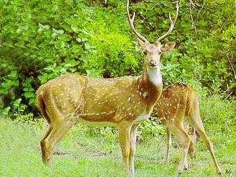  Profile Photos of Jim Corbett Packages from Delhi Vardhman Diamond Complex - Photo 2 of 9