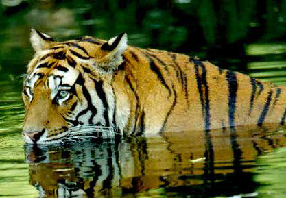  Profile Photos of Jim Corbett Packages from Delhi Vardhman Diamond Complex - Photo 9 of 9
