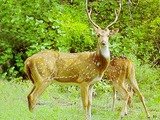  Jim Corbett Packages from Delhi Vardhman Diamond Complex 