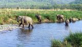  Jim Corbett Packages from Delhi Vardhman Diamond Complex 