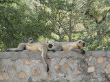 Jim Corbett Packages from Delhi, Paharganj