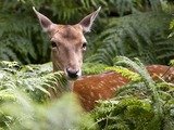 Jim Corbett Packages from Delhi, Paharganj