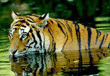 Jim Corbett Packages from Delhi, Paharganj