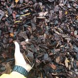 Foothills Mulch & Stone, Connelly Springs