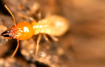 Pest Control Services Montgomery County of TKO Pest Control, Inc. 909 Chestnut Street - Photo 6 of 9