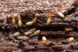  Profile Photos of Termite Control Melbourne Impressive Pest Control - Photo 1 of 1
