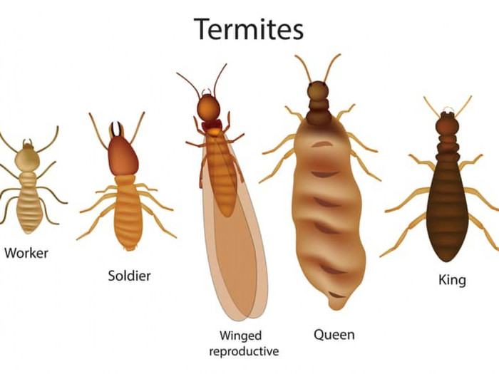  New Album of Termite Control Melbourne Impressive Pest Control - Photo 1 of 4
